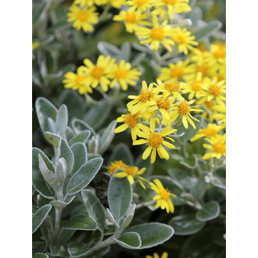 SENECIO greyi (Séneçon en arbre)