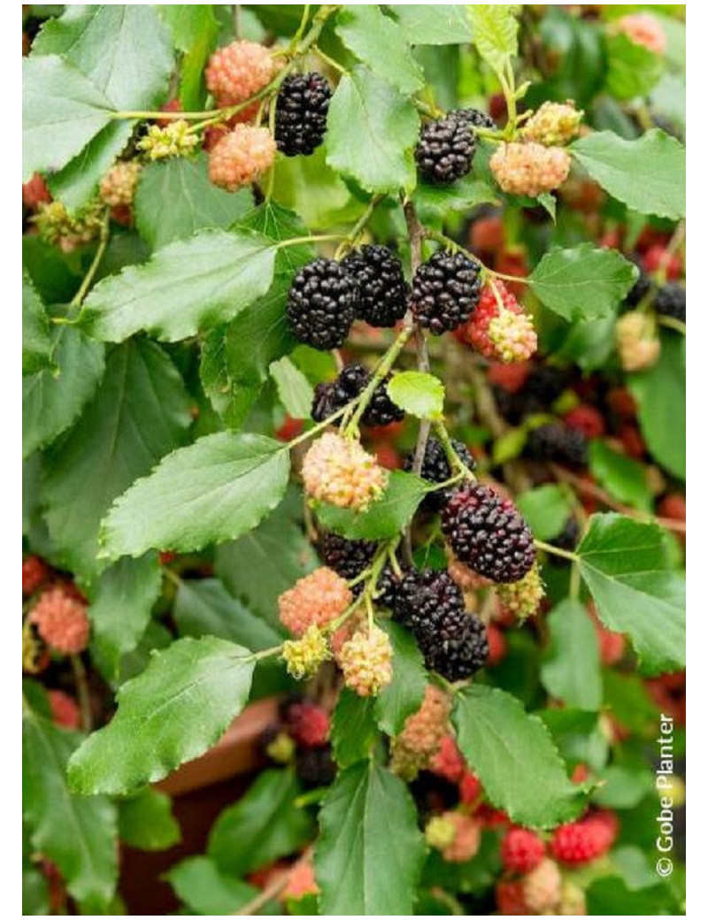 MORUS rotundiloba MOJO BERRY® (Mûrier à lobes ronds)