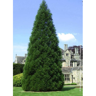 SEQUOIADENDRON giganteum (Séquoia géant)