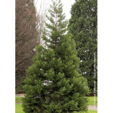 SEQUOIADENDRON giganteum (Séquoia géant)