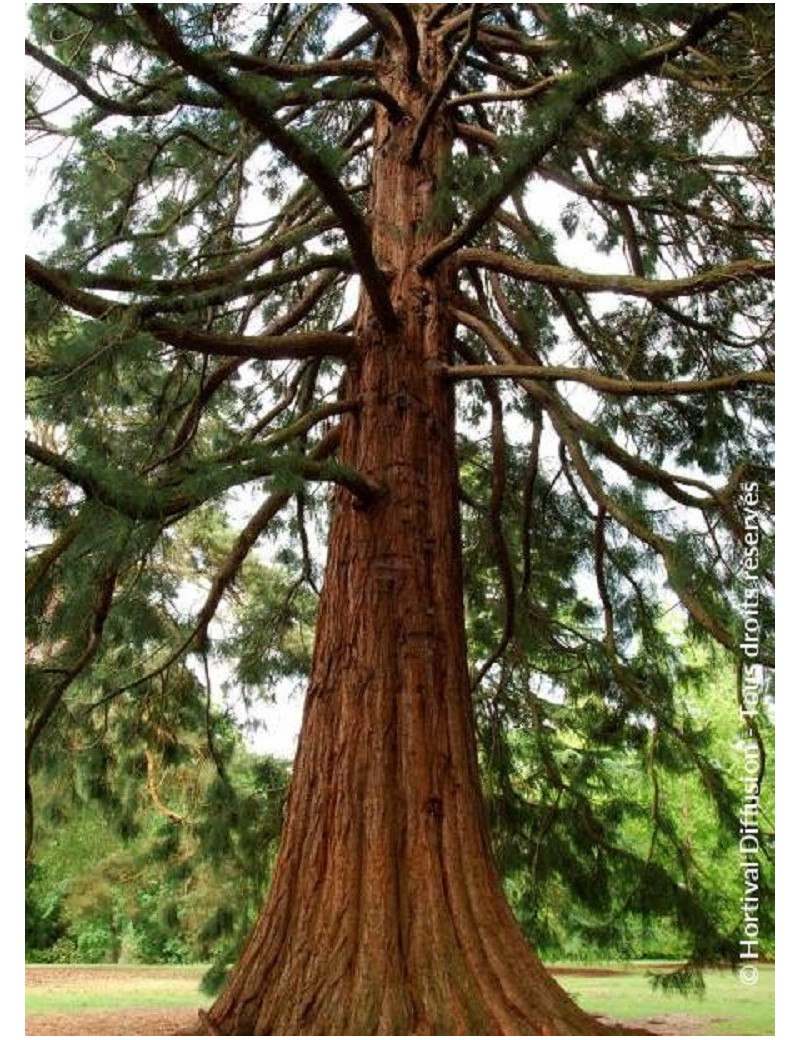 SEQUOIADENDRON giganteum (Séquoia géant)