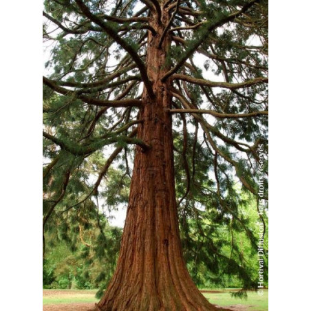 SEQUOIADENDRON giganteum (Séquoia géant)