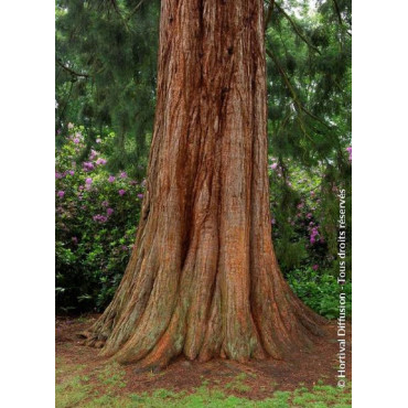 SEQUOIADENDRON giganteum (Séquoia géant)