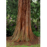 SEQUOIADENDRON giganteum (Séquoia géant)