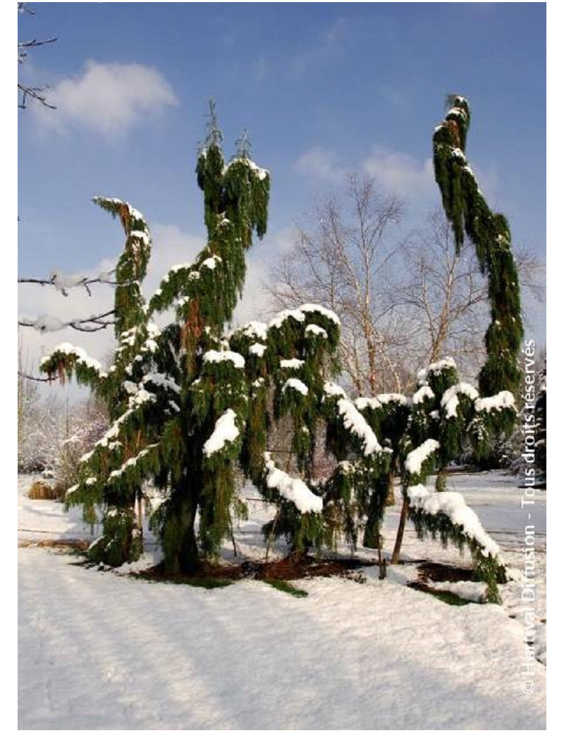 SEQUOIADENDRON giganteum PENDULUM (Séquoia géant pleureur)