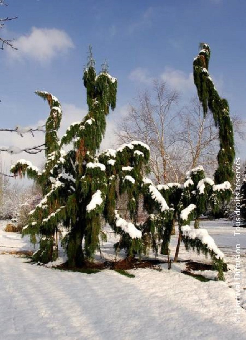 SEQUOIADENDRON giganteum PENDULUM