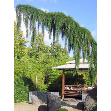 SEQUOIADENDRON giganteum PENDULUM (Séquoia géant pleureur)