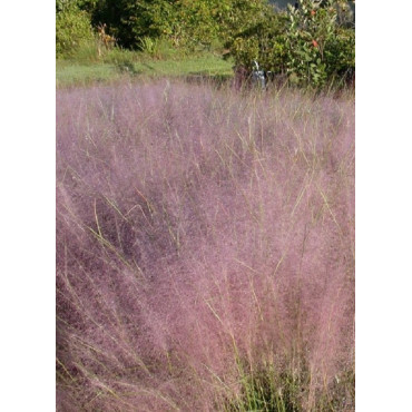 MUHLENBERGIA capillaris (Muhly à poils longs, Muhlenbergie capillaire herbe, Muhly rose, Herbe à cheveux rose)