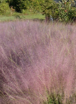 MUHLENBERGIA capillaris