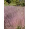 MUHLENBERGIA capillaris (Muhly à poils longs, Muhlenbergie capillaire herbe, Muhly rose, Herbe à cheveux rose)