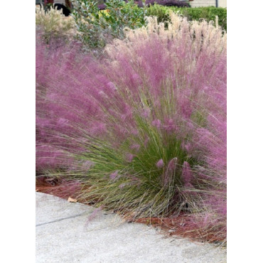 MUHLENBERGIA capillaris (Muhly à poils longs, Muhlenbergie capillaire herbe, Muhly rose, Herbe à cheveux rose)