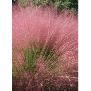 MUHLENBERGIA capillaris (Muhly à poils longs, Muhlenbergie capillaire herbe, Muhly rose, Herbe à cheveux rose)