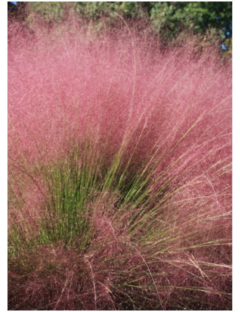 MUHLENBERGIA capillaris (Muhly à poils longs, Muhlenbergie capillaire herbe, Muhly rose, Herbe à cheveux rose)