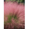 MUHLENBERGIA capillaris (Muhly à poils longs, Muhlenbergie capillaire herbe, Muhly rose, Herbe à cheveux rose)