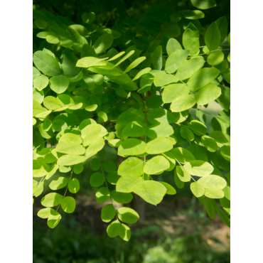 SOPHORA japonica (Sophora du Japon)