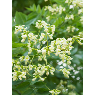 SOPHORA japonica (Sophora du Japon)