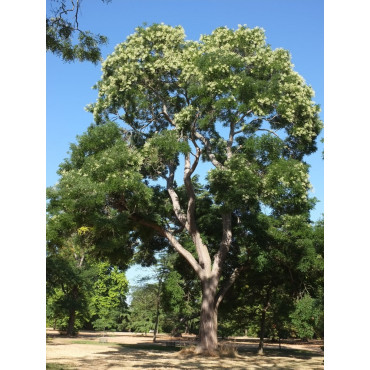 SOPHORA japonica (Sophora du Japon)