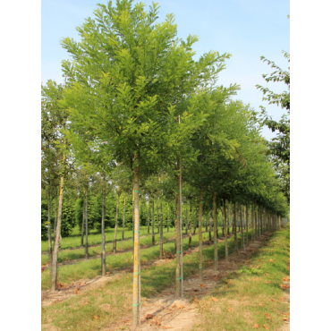 SOPHORA japonica (Sophora du Japon)