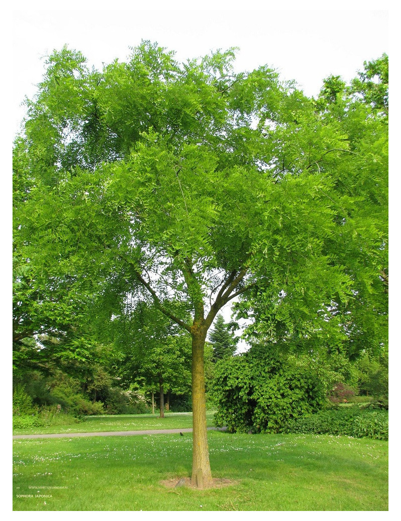 SOPHORA japonica (Sophora du Japon)