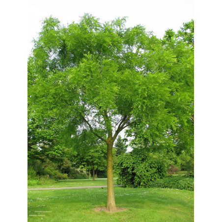 SOPHORA japonica (Sophora du Japon)