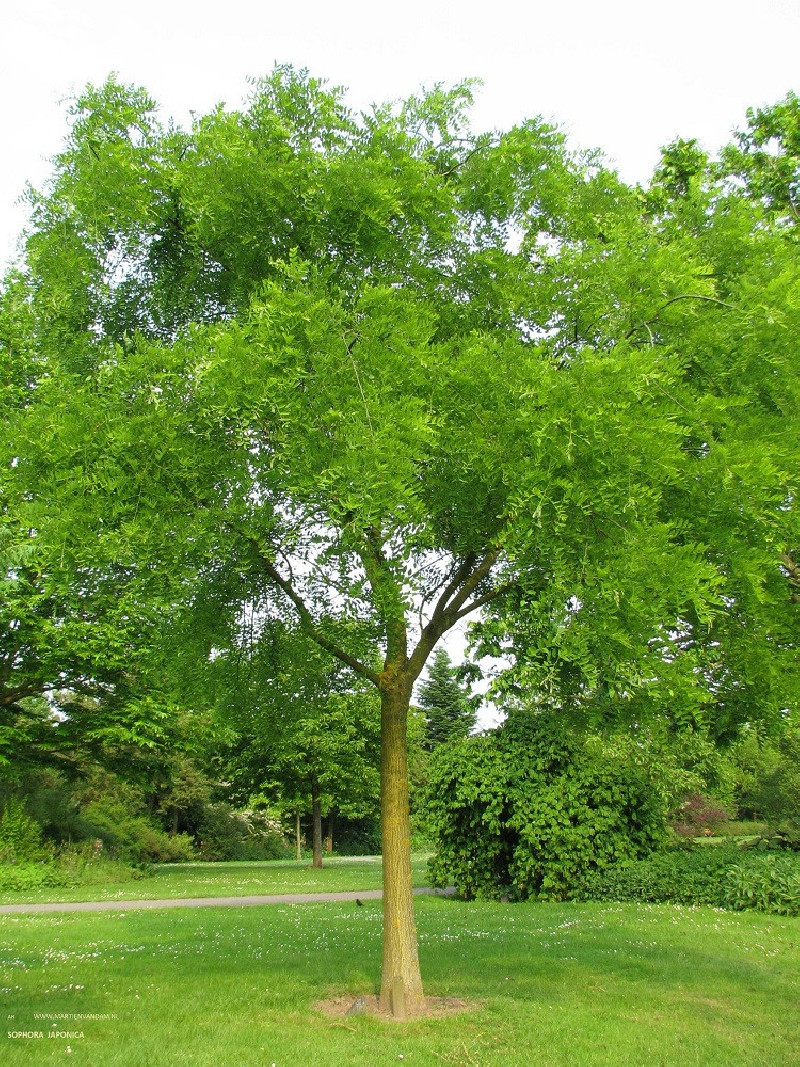 SOPHORA japonica