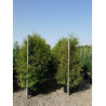 TAXODIUM distichum (Cyprès chauve) En pot de 35-50 litres