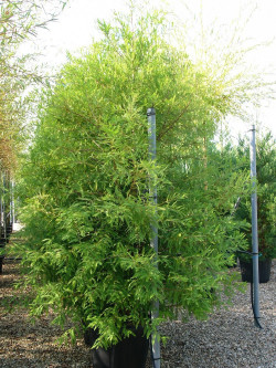TAXODIUM distichum En pot de 70-90 litres hauteur 300-350 cm