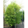 TAXODIUM distichum (Cyprès chauve) En pot de 70-90 litres