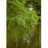 TAXODIUM distichum