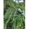 TAXODIUM distichum (Cyprès chauve)