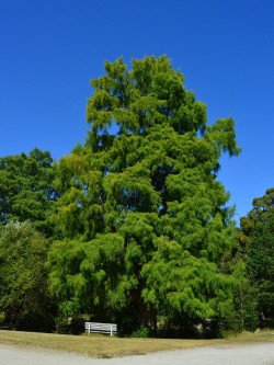 TAXODIUM distichum