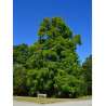 TAXODIUM distichum (Cyprès chauve)