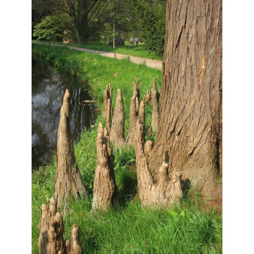 TAXODIUM distichum (Cyprès chauve)