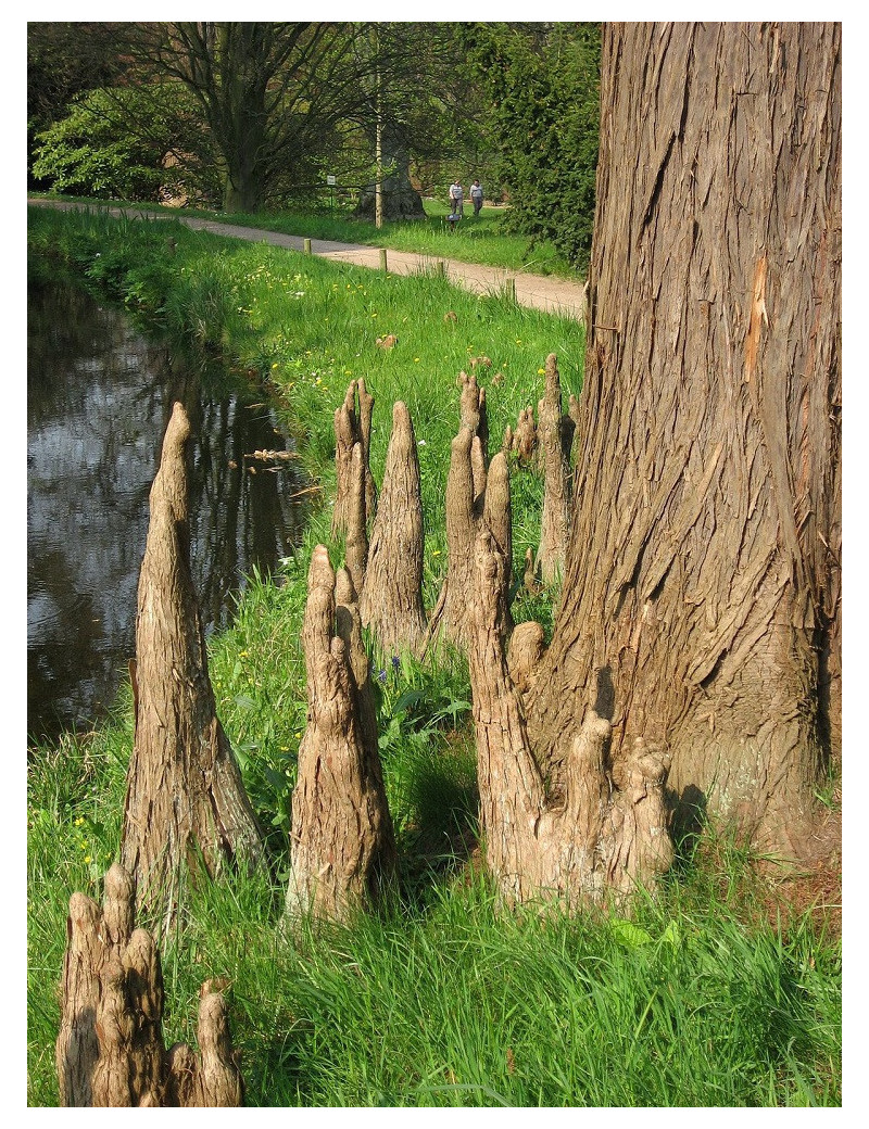 TAXODIUM distichum (Cyprès chauve)