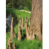 TAXODIUM distichum (Cyprès chauve)