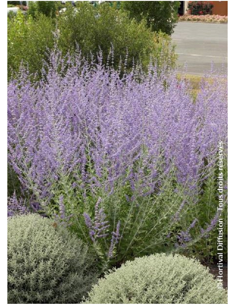 PEROVSKIA atriplicifolia BLUE SPIRE (Sauge d'Afghanistan, lavande d'Afghanistan, pérovskia)