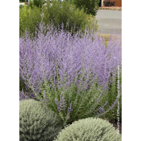 PEROVSKIA atriplicifolia BLUE SPIRE (Sauge d'Afghanistan, lavande d'Afghanistan, pérovskia)