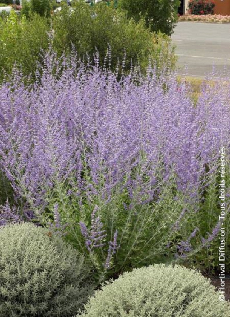 PEROVSKIA atriplicifolia BLUE SPIRE
