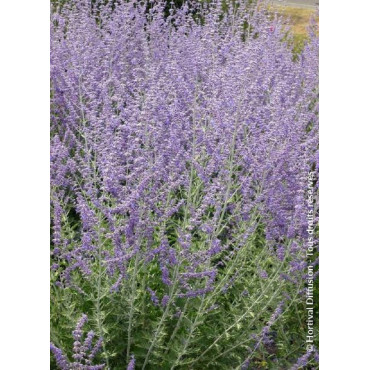 PEROVSKIA atriplicifolia BLUE SPIRE (Sauge d'Afghanistan, lavande d'Afghanistan, pérovskia)