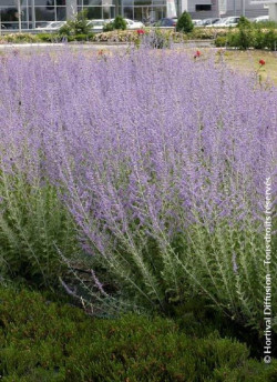 PEROVSKIA atriplicifolia BLUE SPIRE