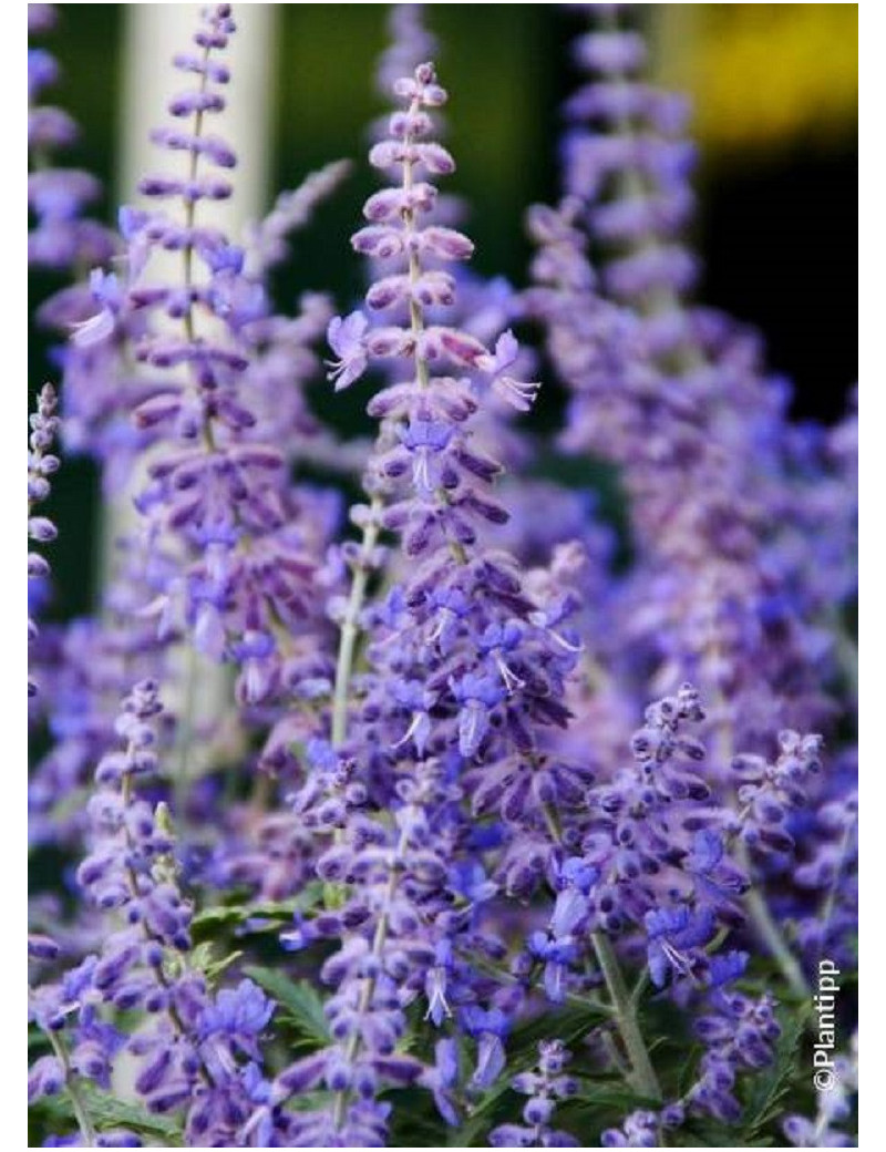 PEROVSKIA atriplicifolia LACEY BLUE cov (Sauge d'Afghanistan, lavande d'Afghanistan, pérovskia)