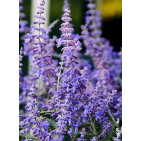 PEROVSKIA atriplicifolia LACEY BLUE cov (Sauge d'Afghanistan, lavande d'Afghanistan, pérovskia)