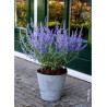 PEROVSKIA atriplicifolia LACEY BLUE cov (Sauge d'Afghanistan, lavande d'Afghanistan, pérovskia)