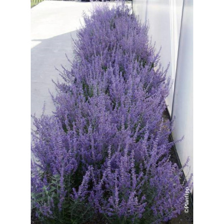 PEROVSKIA atriplicifolia LACEY BLUE cov (Sauge d'Afghanistan, lavande d'Afghanistan, pérovskia)
