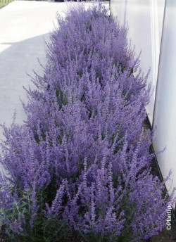 PEROVSKIA atriplicifolia LACEY BLUE