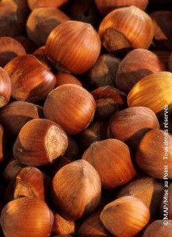 NOISETIER FERTILE DE COUTARD