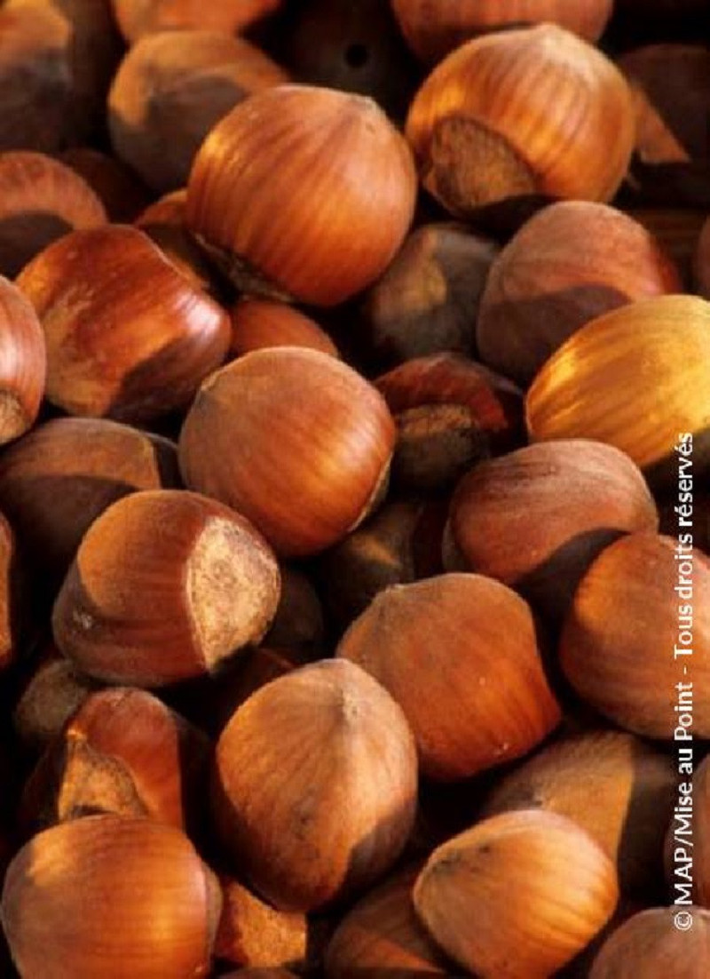 NOISETIER FERTILE DE COUTARD