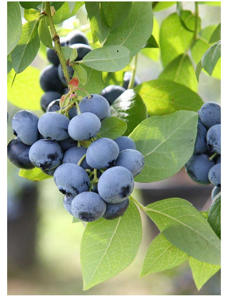 MYRTILLE DES JARDINS BLUE CROP (Vaccinium corymbosum)