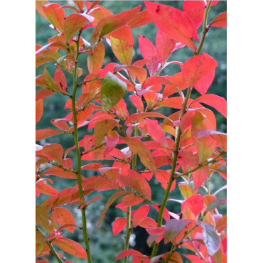 MYRTILLE DES JARDINS BLUE CROP (Vaccinium corymbosum)