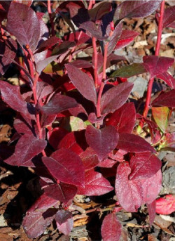 MYRTILLE DES JARDINS PATRIOT